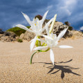 Sand Lily